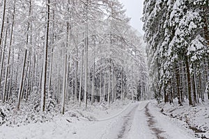Wandelweg op de scheiding tussen loof en sparrenbos in de winter