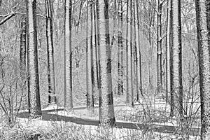 Wandelweg tussen besneeuwde bomen in het park