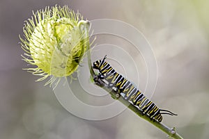 Wanderer Butterfly larvae