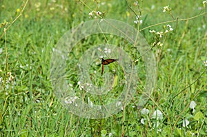 Wanderer Butterfly and Wildflowers