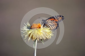 Wanderer Butterfly on yellow everlasting daisy