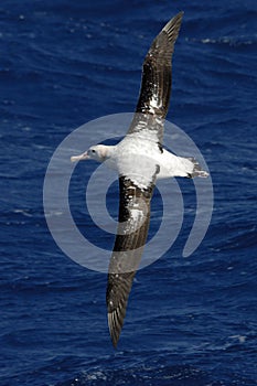 Wandering Albatros