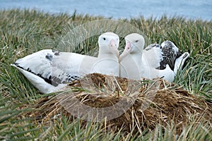 Wandering albatross abouth the nest