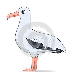 Wandering albatross bird on a white background