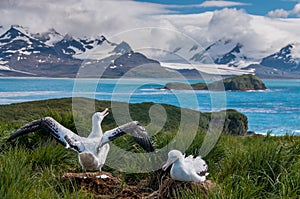 Wandering Albatross Couple