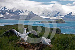 Wandering Albatross Couple