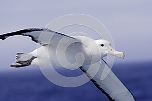 Wandering Albatross in Flight