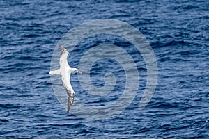 Wandering Albatross in Flight with outstretched wings