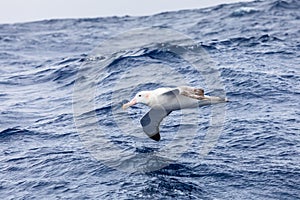 Wandering Albatross gliding at low altitude above ocean water surface, largest wingspan of all birds provides efficient flight,