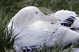 Wandering Albatross on Nest