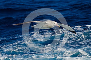 Wandering Albatross at sea