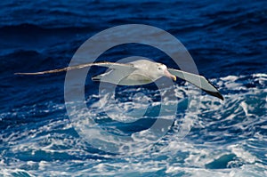 Wandering Albatross at sea photo