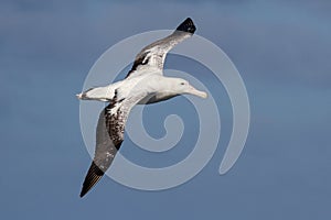 Wandering albatross in the sky of the Atlantic
