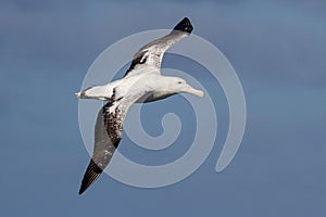 Wandering albatross in the sky of the Atlantic