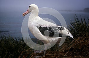 Wandering Albatross, South Georgia photo