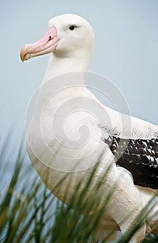 Wandering Albatross, South Georgia