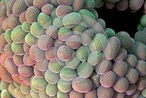 Wandering anemone (day) photo