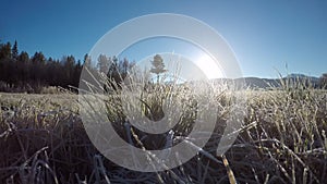 Wandering close to ice and frost covered grass on field in autumn sunshine