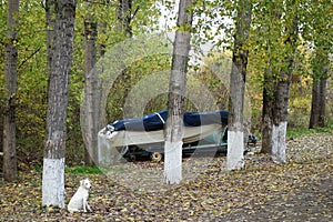 Wandering dog guarding a boat