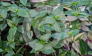 Wandering Dude, Tradescantia zebrina, green and some variegated leaves