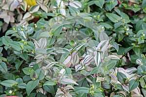 Wandering Dude, Tradescantia zebrina, green and variegated leaves