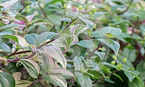 Wandering Dude, Tradescantia zebrina, some green and variegated flowering plants