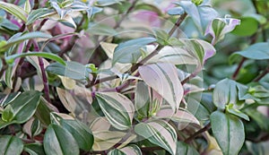 Wandering Dude, Tradescantia zebrina, white variegated leaves