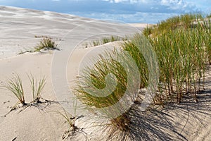 Wandering dune in Slowinski National Park