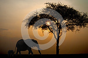 Wandering elephants against the setting sun in Kenya