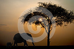Wandering elephants against the setting sun in Kenya photo