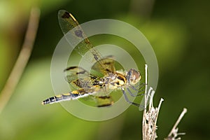 Wandering glider dragonfly perched on a twig in Connecticut.