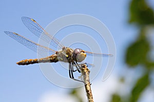 Wandering Glider Dragonfly on stick