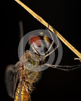 Wandering Globe Glider Dragonfly odonate