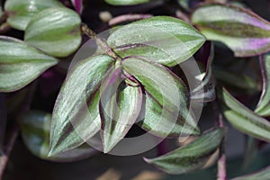 Wandering jew