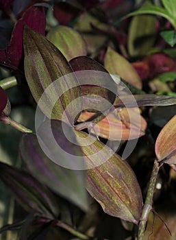 Wandering Jew decorative vine plant