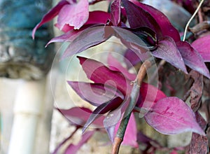 Wandering Jew decorative vine plant