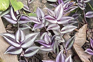 Wandering jew flower in Hong Kong