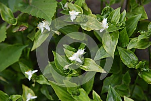 Wandering Jew flowers