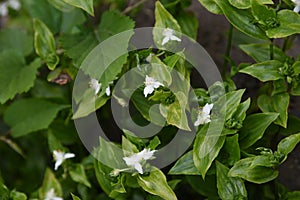 Wandering Jew flowers