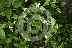 Wandering Jew flowers