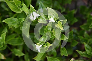 Wandering Jew flowers