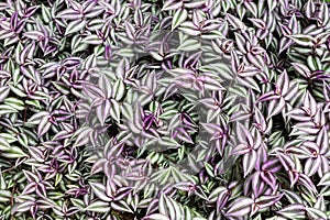 Wandering Jew or Inch plant. Purple and green striped leave for background