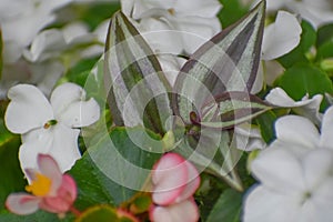 Wandering Jew Leaves Among Impatiens and Begonias photo