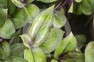 Wandering Jew Plant