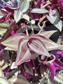 Wandering Jew Plant