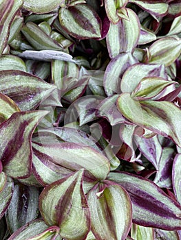 Wandering Jew Plant, Purple and green variegated photo