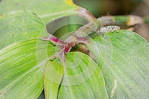 A wandering jew Tradescantia zebrina flower plant growing, Uganda, Africa