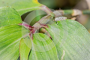 A wandering jew Tradescantia zebrina flower plant growing, Uganda, Africa