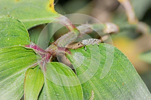 A wandering jew Tradescantia zebrina flower plant growing, Uganda, Africa