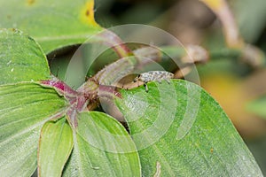 A wandering jew Tradescantia zebrina flower plant growing, Uganda, Africa